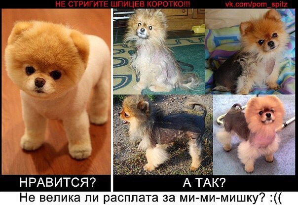 Стрижка шпица