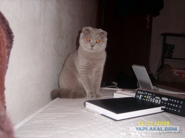 Котовторник на ферме (65 фот)