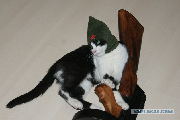 Котовторник - С праздником, котоводы!