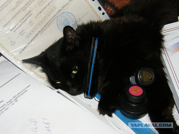 Первый котовторник июля