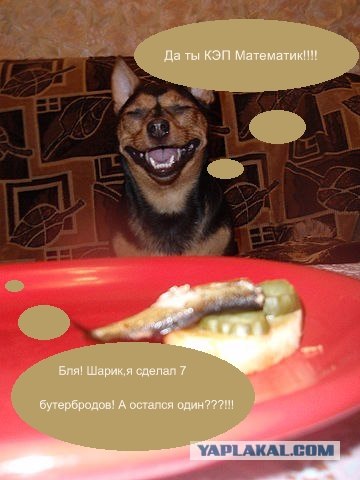 Собака - улыбака