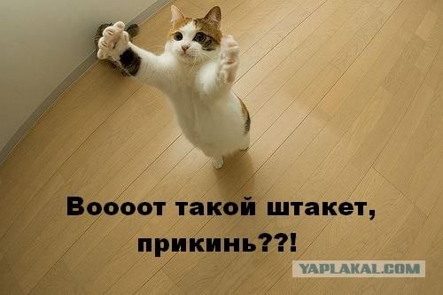 Котовторник! 08.11.11