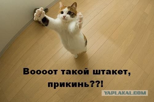 Котовторник! 08.11.11