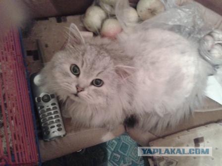 Котовторник  от 3.04.2012