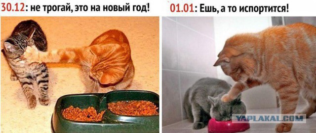 Котовторник 2019