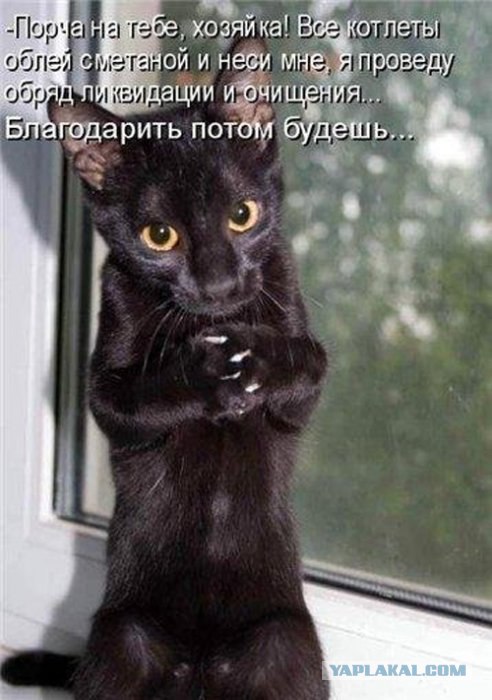 Кот породы "Спиешьпей"