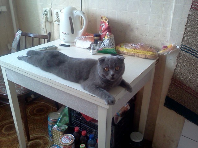 Котовторник 29.05.2012