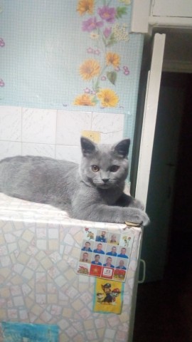 Тема про несчастного кота, в которой всем хорошим людям автор показывает сиськи!2