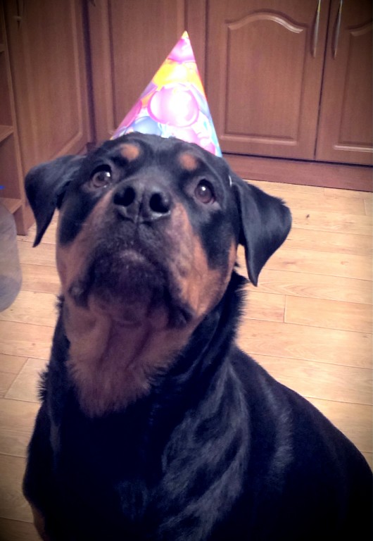 Живность из сети