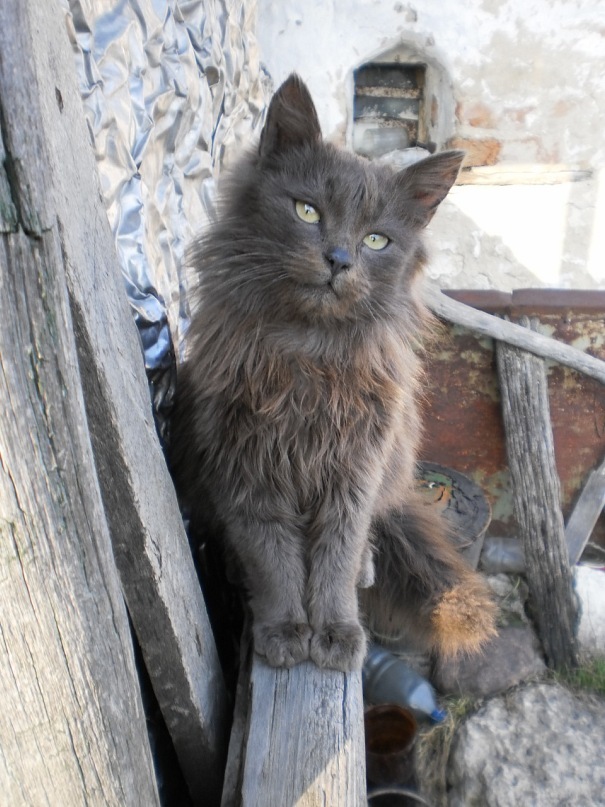 Котовторник! начнем? 04.06.19