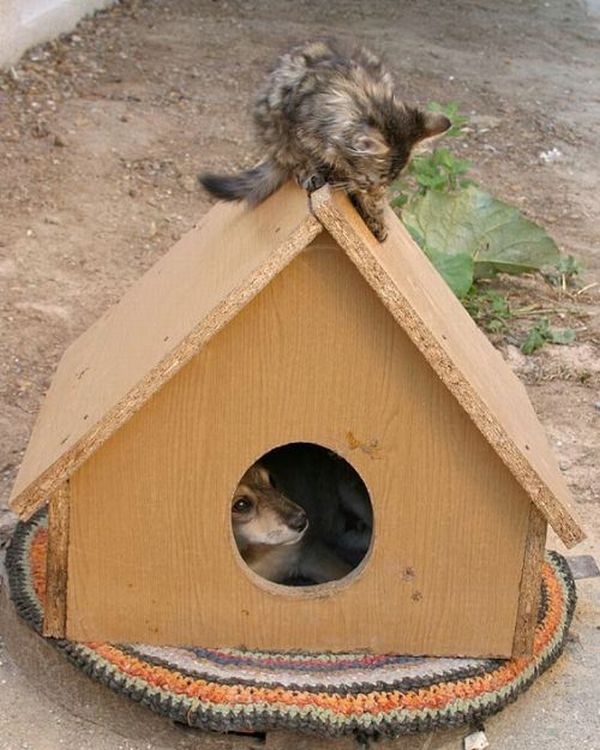 Уже не котовторник, но еще и не собакочетверг