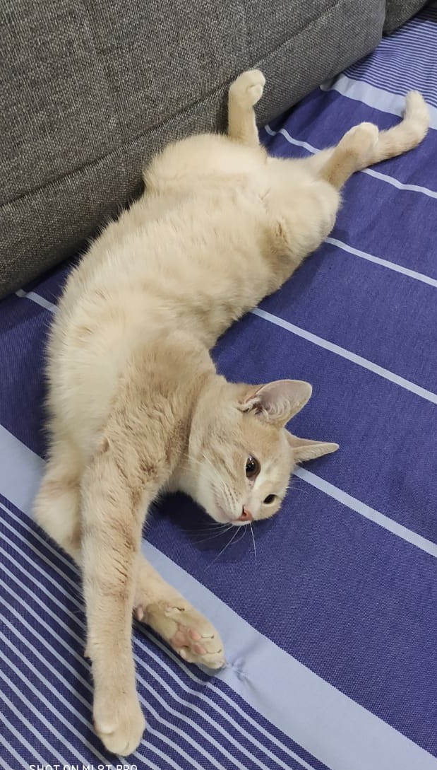 ЯП в кошках