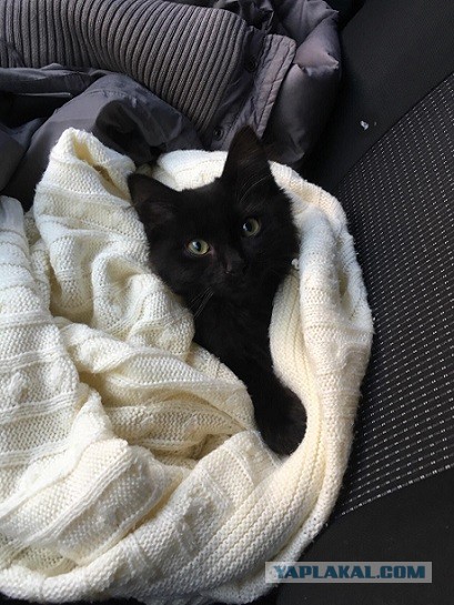 Моя красотка