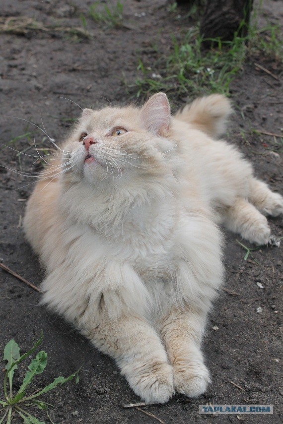 Жизнь домашнего приюта "Котоленд" 283