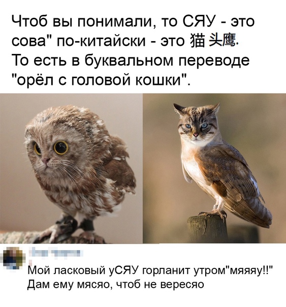 Картинки и мемы для настроения 29.06.2021