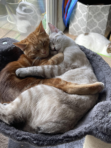 Всякие картинки, смешные и не очень, много котиков...