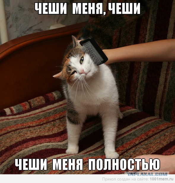 Почеши меня двуногий, почеши меня ещё!