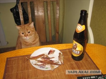К котовторнику