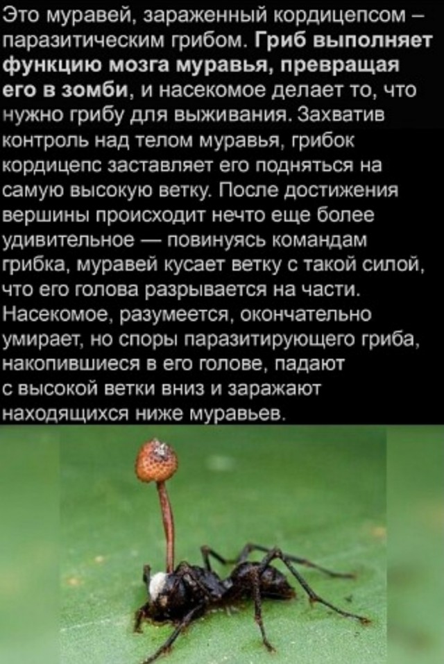 Картинки и мемы - "Жить, как говорится, хорошо..."