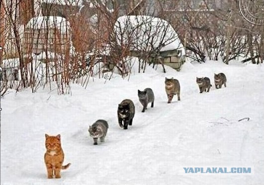 Красавица