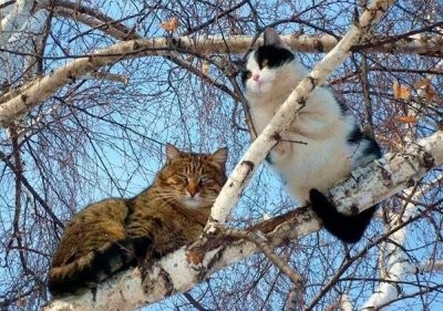 Картинки