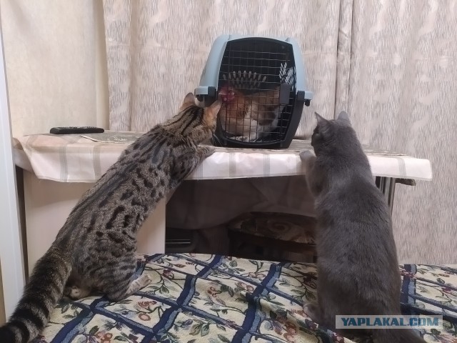 Ловец кур