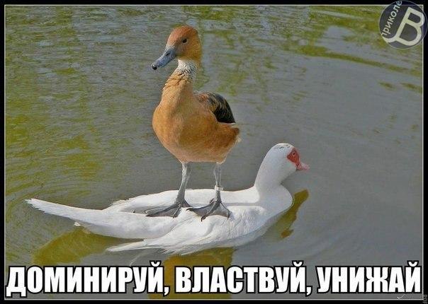 Дружба животных