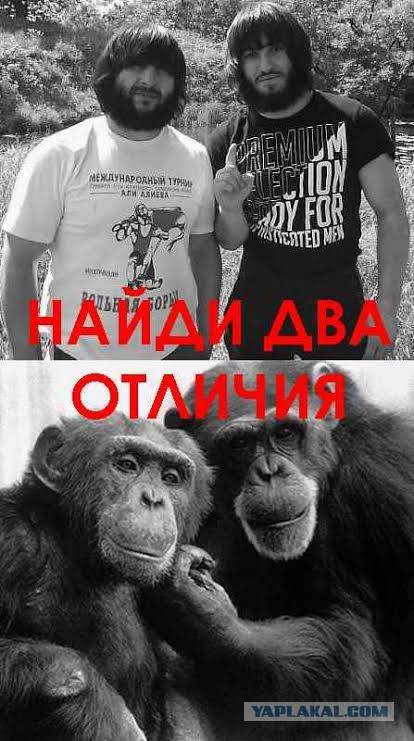 Человек - это подвид обезьяны