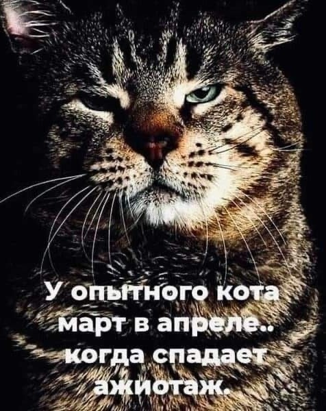 Что хочет кот?