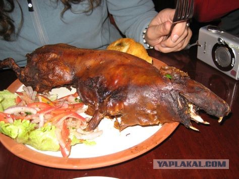 Дружба мужчины и его капибары