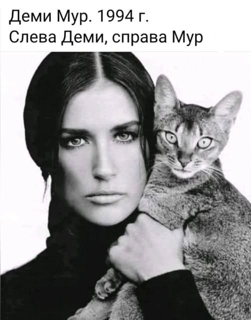К котовторнику: подборка картинок-баянов с котиками и про котиков. Выпуск 11