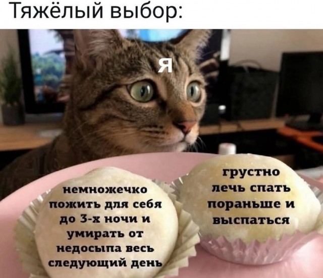 Девушка попросила в Хвиттере остальных скинуть любимые мемы с котами