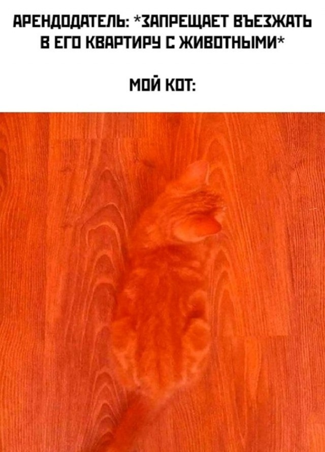 К котовторнику: подборка картинок-баянов с котиками и про котиков. Выпуск 25.