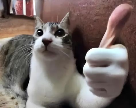 К котовторнику: подборка картинок-баянов с котиками и про котиков. Выпуск 36.