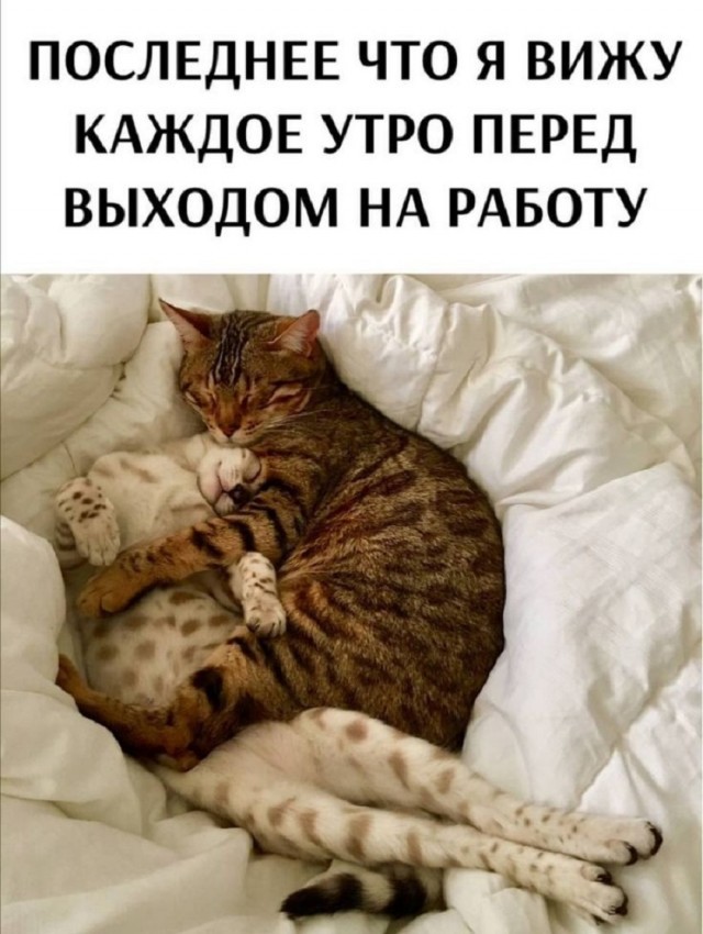 К котовторнику: подборка картинок-баянов с котиками и про котиков. Выпуск 38.