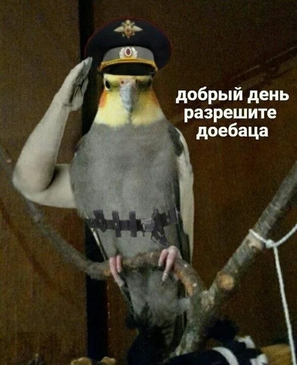 Что ж ты фраер сдал назад?⁠⁠