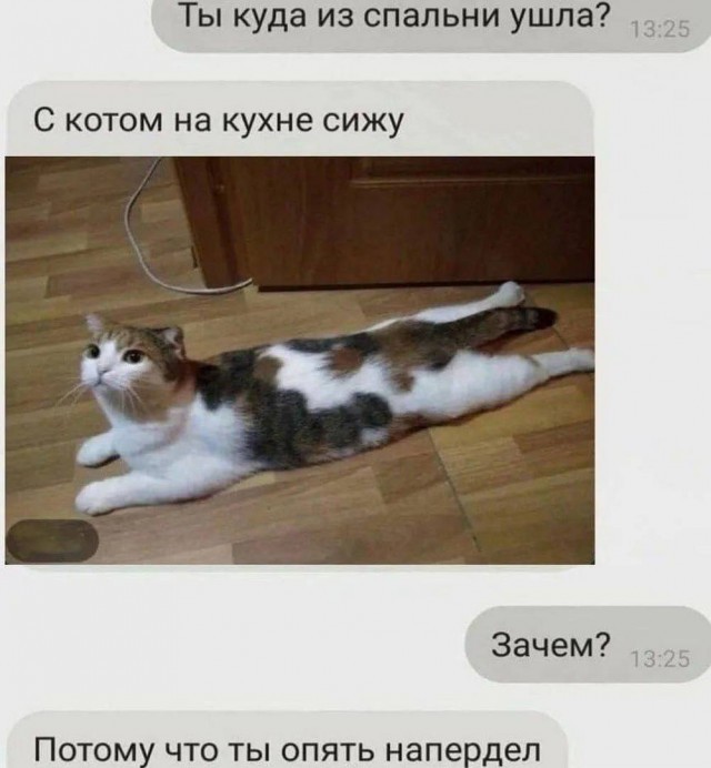 Всемирный день котиков.