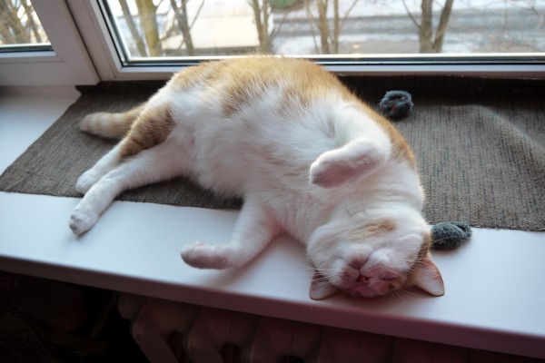 Котовторник   31.12.  2013