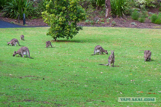 Австралия: Сидней и его окрестности