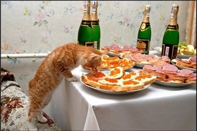 1 марта в России отмечают день кошек.
