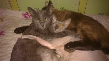 Котовторник 04.03.2014
