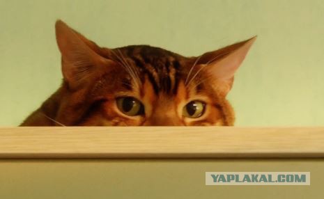 IT-календарь на 2015 год
