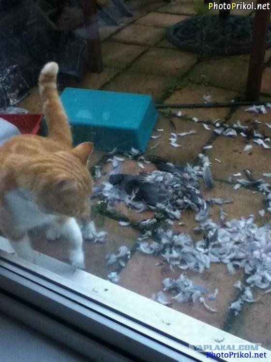 Котята хулиганят. Пакости другу. Смешные пакости. Собаки для квартиры. Животные хулиганят.