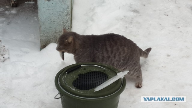 Кошачий Hardcore