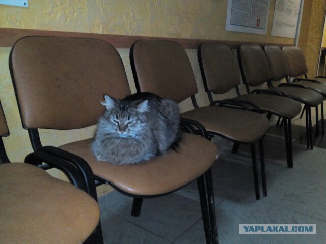 Котовторник 24.03.2015