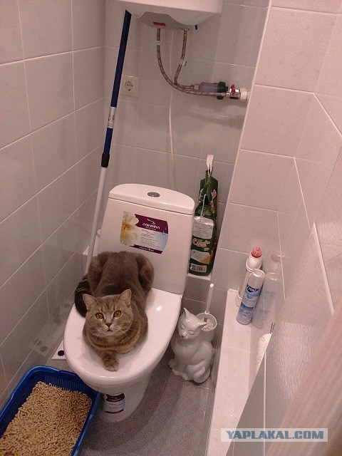 Котовторник