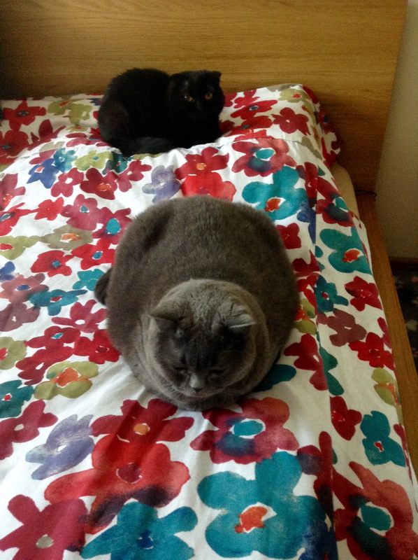 Котовторник 7.07.2015