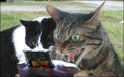 Коты, кошки, котята