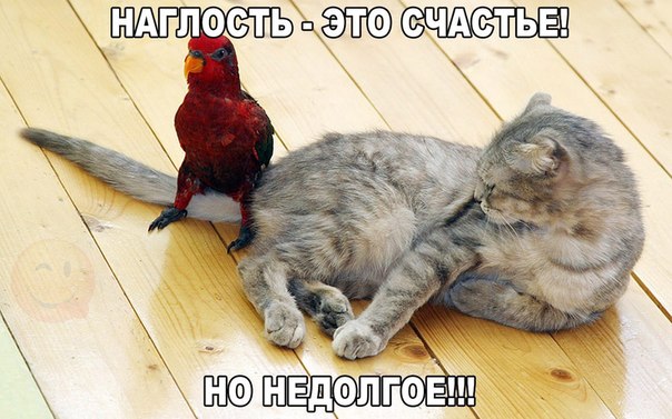 Мохнатые беспредельщики