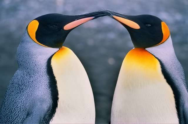 Любовь - морковь